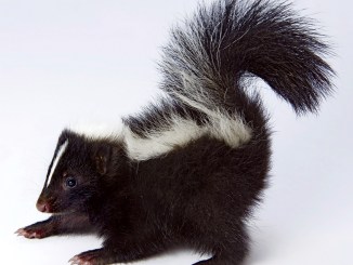 De-Worming Your Baby Skunk