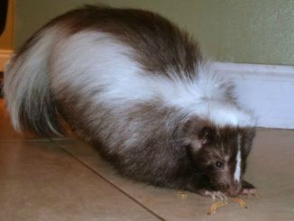 Oregon skunk ownership