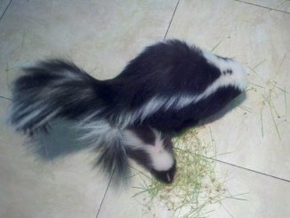 Pet skunk foods