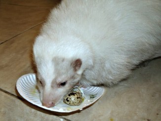 species appropriate foods for pet skunks