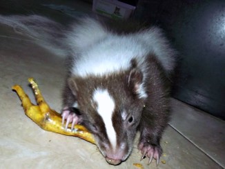 species appropriate foods for pet skunks