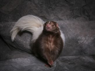 pet skunk information