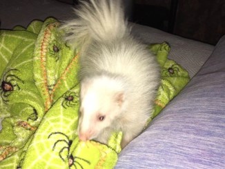Skunk Kit Death