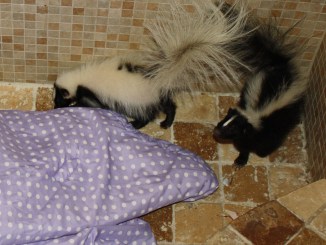 pet skunk killed