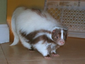 skunk show