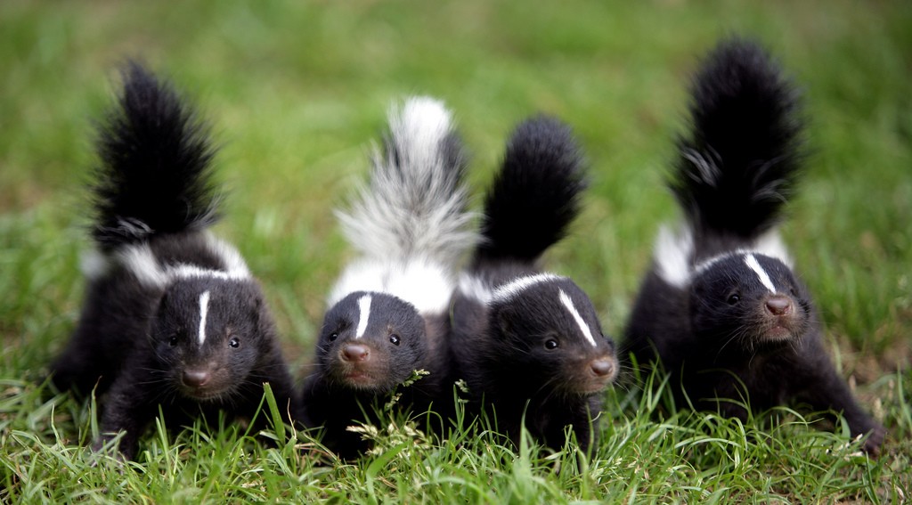 Pet Skunk Related Links