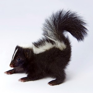 De-Worming Your Baby Skunk