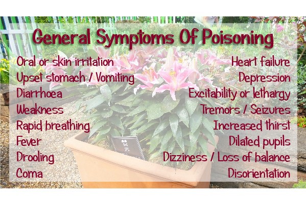 <img src="http://mephitisadvocate.com/wp-content/uploads/2015/06/Toxic-Plants-Infographic_650px_thumbnail.jpg" alt="Plants toxic to skunks" width="641" height="553" class="alignright size-full wp-image-311" />