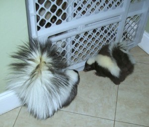 Introducing Another Skunk