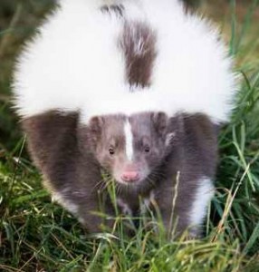 Obesity in Pet Skunks