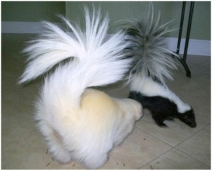Is Your Skunk Ready to Show