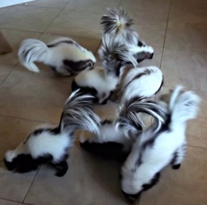Oregon skunk ownership