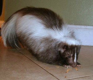 Oregon skunk ownership