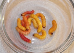 portion