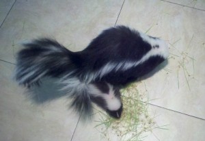 Pet skunk foods