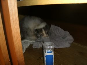 Nebulizing Your Pet Skunk