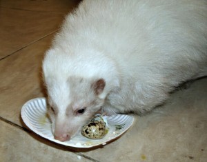 species appropriate foods for pet skunks