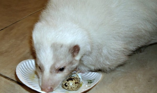 species appropriate foods for pet skunks