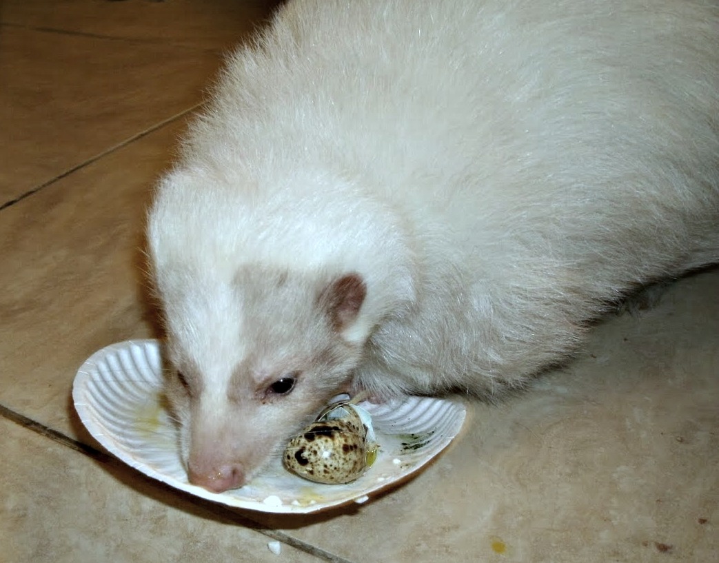species appropriate foods for pet skunks