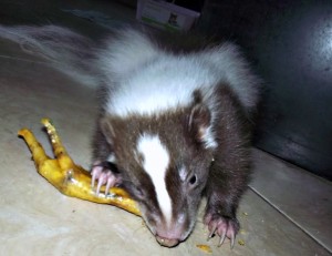 Pet Skunk Portion Sizes