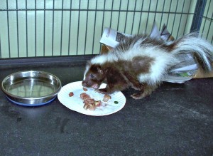 Pet Skunk Portion Sizes