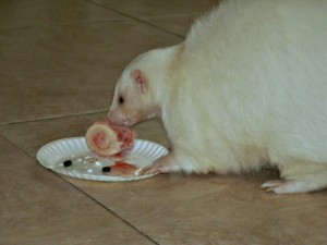 species appropriate foods for pet skunks