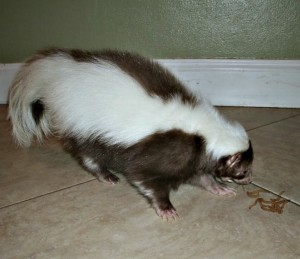species appropriate foods for pet skunks