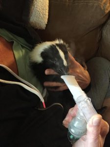 Nebulizing Your Pet Skunk