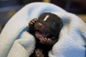 Baby Season 2016-Choosing a Veterinarian