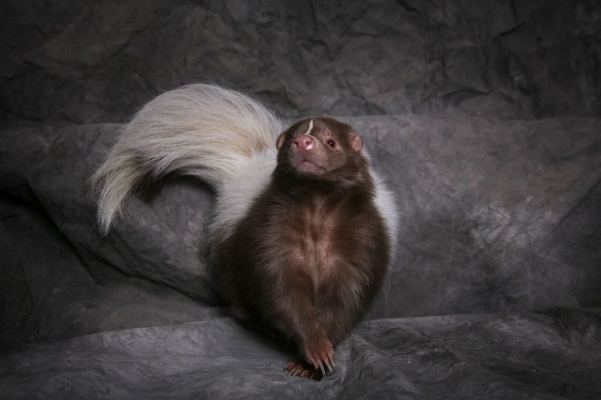 pet skunk information