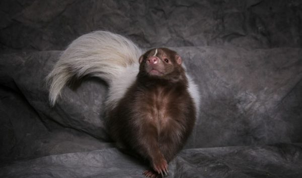 pet skunk information