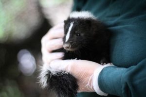 Baby Season 2016-Choosing a Veterinarian
