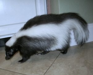 Inflammation in Pet Skunks