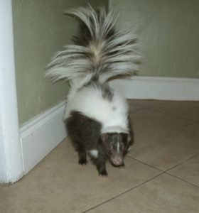 Inflammation in Pet Skunks
