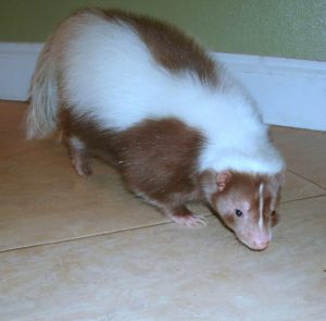 Inflammation in Pet Skunks