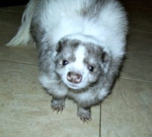 Inflammation in Pet Skunks
