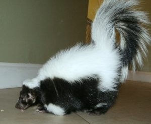 Inflammation in Pet Skunks