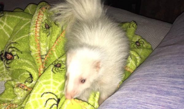 Skunk Kit Death
