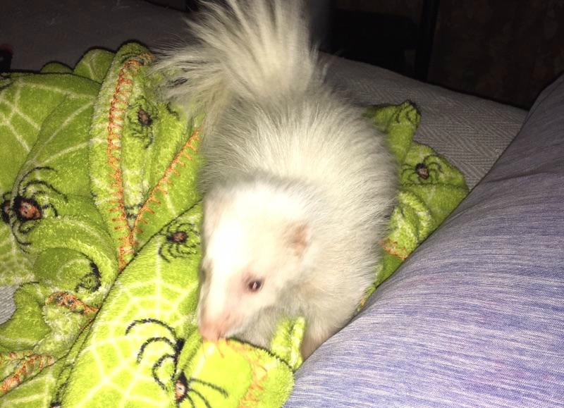 Skunk Kit Death